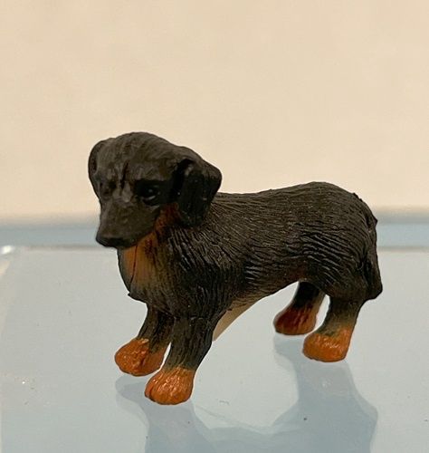 Dachshund mc031026