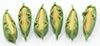 Corn, 6Pc im65503