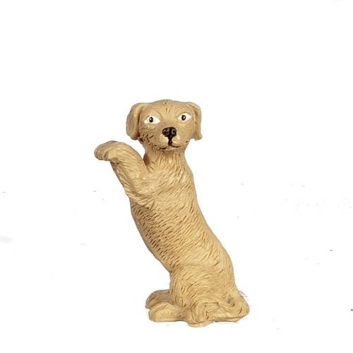 Dog Begging B0027