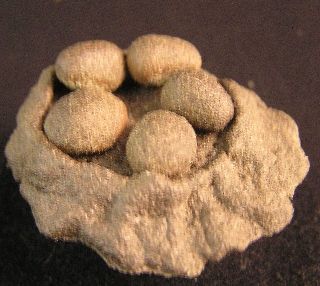 Dragon Eggs and Nest MCT0015