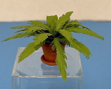 Fern in Clay Pot mcbj304