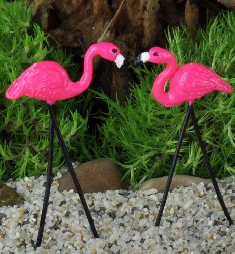 Flamingos ge16813