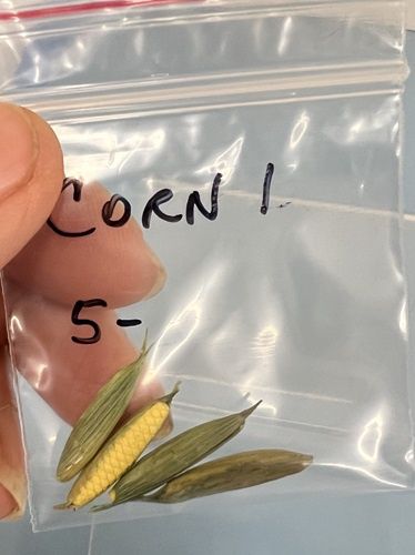Four Very Nicely Done Ears of Corn in the Husks mc031277