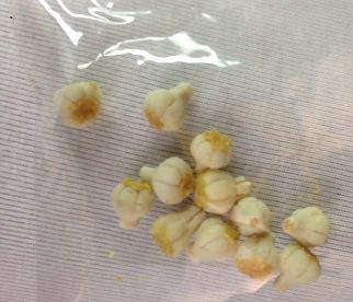 Garlic-one dozen bdp066