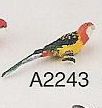 Golden Mantle Rosella A2243