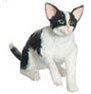 Grabbing Black &amp; White Cat a3096bw