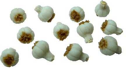 Garlic bdp066-1