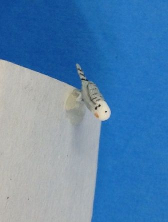 Grey Budgerigar a643
