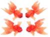 Goldfish bdmw009