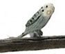 Grey Budgerugan FCA643