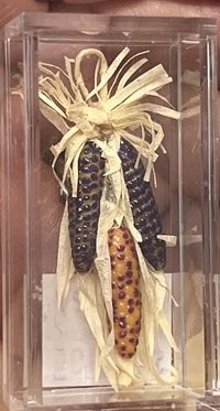 Indian Corn cn655127