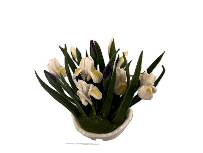 Iris in a White Bowl mc922x