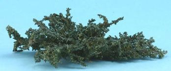 Juniper green ground Cover cagc