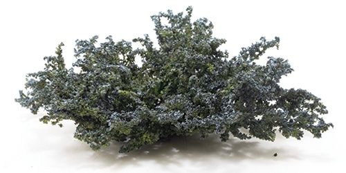 Ground Cover (Juniper), Blue-Green CAGC01