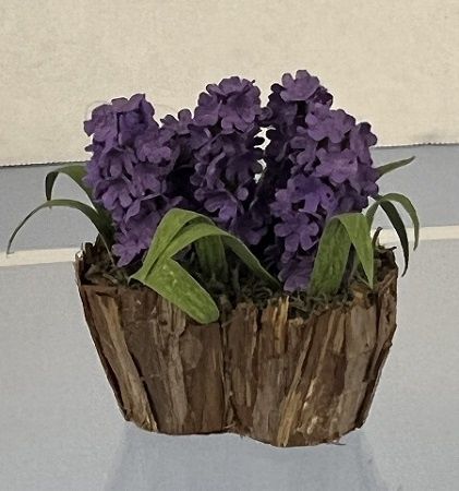 Hyacinths in a Wood Planter mc04800