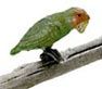 Love Bird fca642