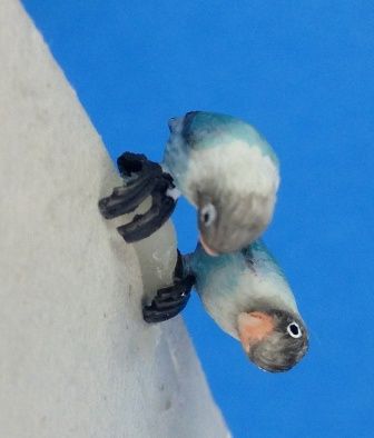 Love Birds (2 in set) a3242