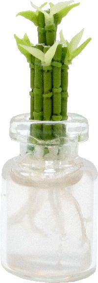 BDA054 Lucky Bamboo in Glass Vase