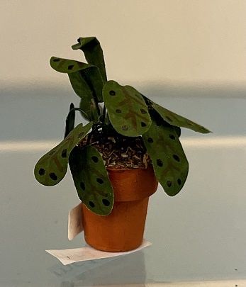 Maranta Houseplant in Clay Pot mc150x-1