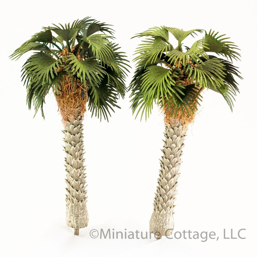 Mediterranean Fan Palms capmf