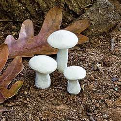 Mini Mushrooms - White (Set/3) jer61470