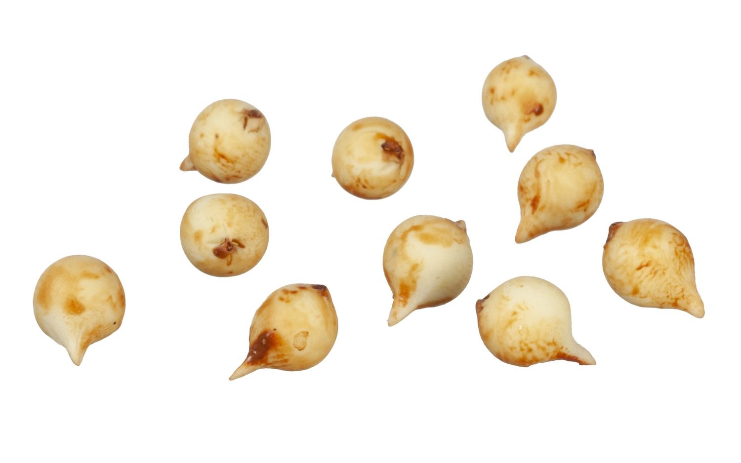 Onions/10 G6450