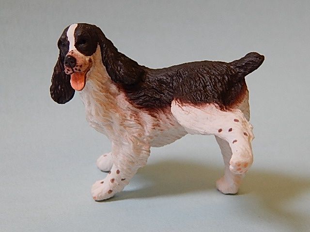 Naughty English Springer A829