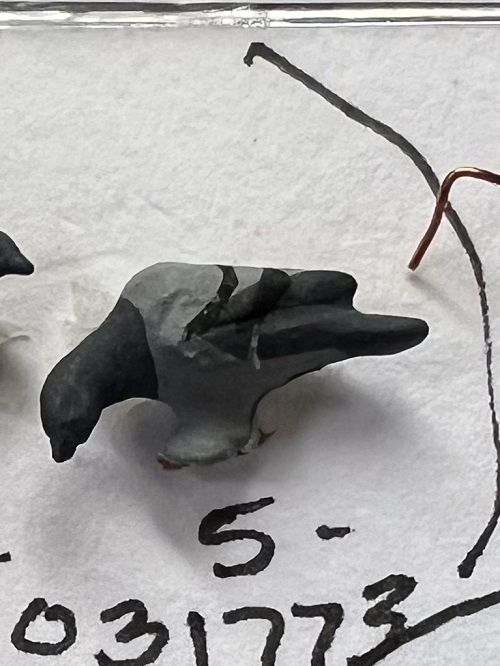 Pigeon 031773b