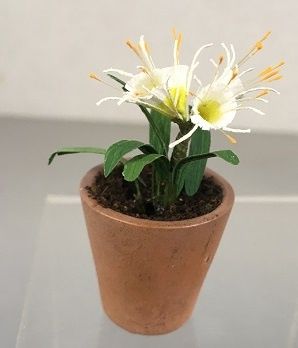 Peruvian Lily mcrm0001