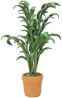 Palm in Clay Pot BDa1083