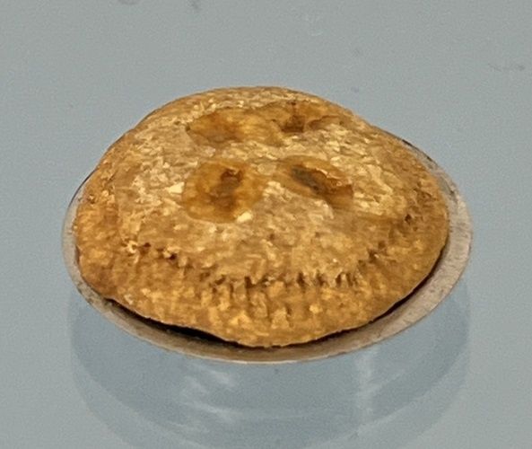 Pie in Pie Tin so1866
