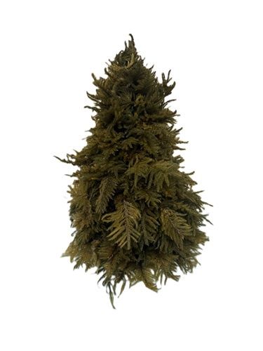 Outdoor Tree MC1893X