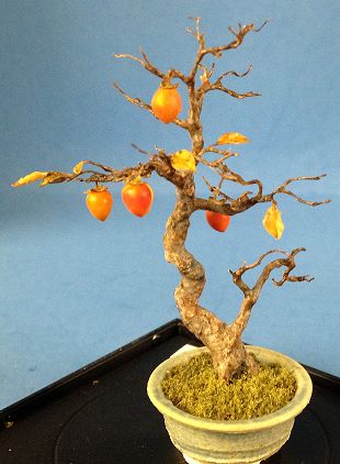 Persimmon Tree 10000157-1