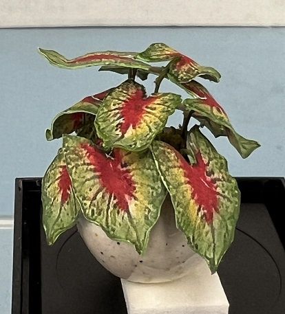 Potted Caladium mn635