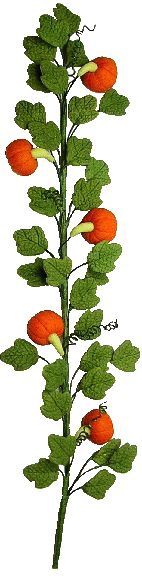 Pumpkin Vine T0074