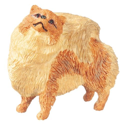 Pomeranian aza6024