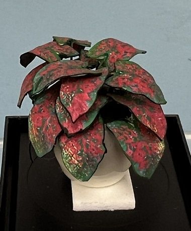 Potted Caladium mn636