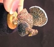 Ruffled Grouse plt02