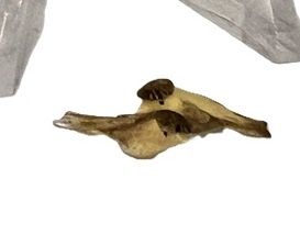 Set of Tiny Birds Yellow Breasted with Brown Markings mc388x