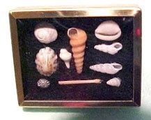 Shadow Box with Shell Collection - Black HR61010B