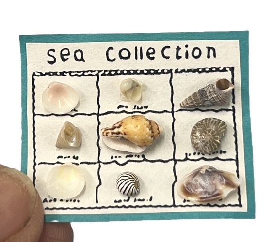 Shell Collection mc1094x