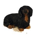 Small Dachshund 985131