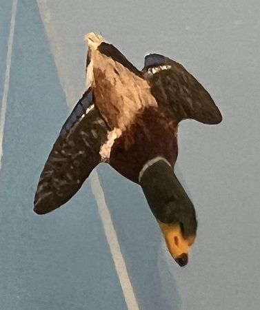 Small Duck ala764i