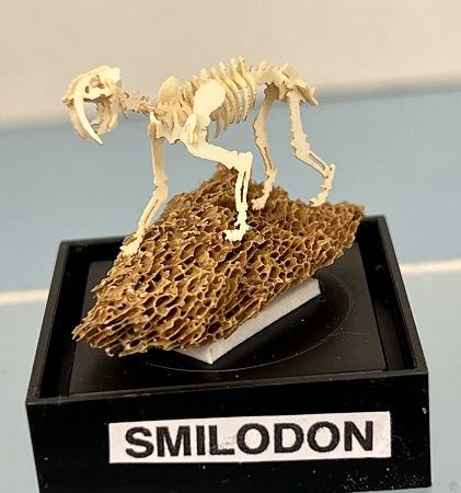 Smilodon mn618