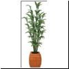 Tall Palm Plant bda1084