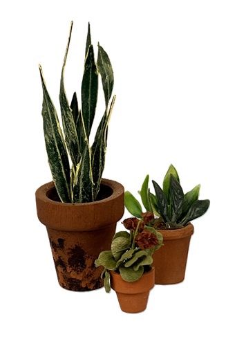 Three Potted Plants mc7x