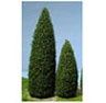 Tree-Pine 4.5 In Tall, 2Pc MBT124D