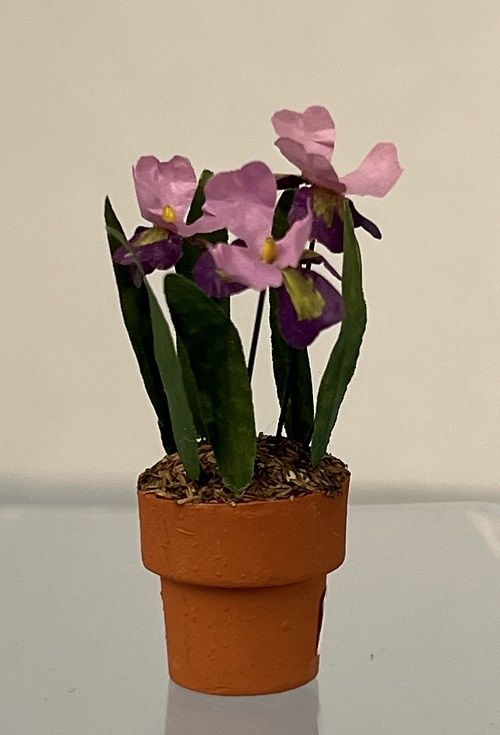 Three Purple Iris in Terracotta Pot MC169x