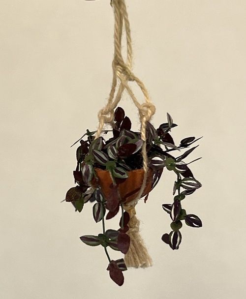 Wandering Jew in Hanging Basket MC220x