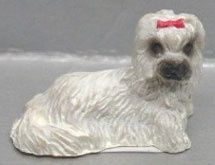 White Maltese Dog NCRA0181